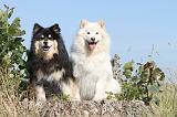 CHIEN FINNOIS DE LAPONIE 455